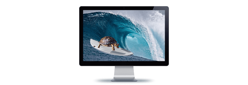 image of a turtle on a surfboard